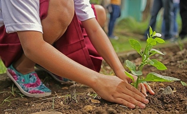 Tree Planting